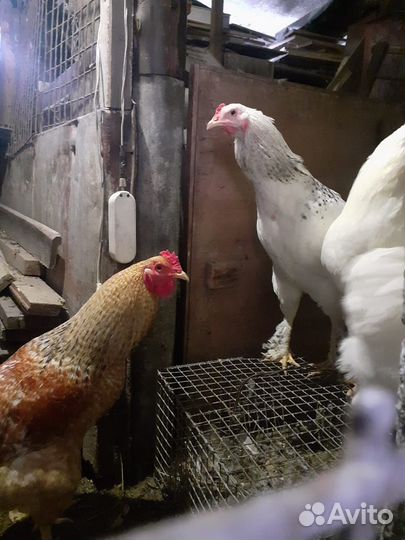 Петухи домашние