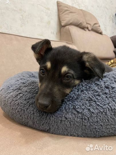 Щенок мальчик красавчик в добрые руки