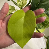 Сциндапсусы и мостера черенки