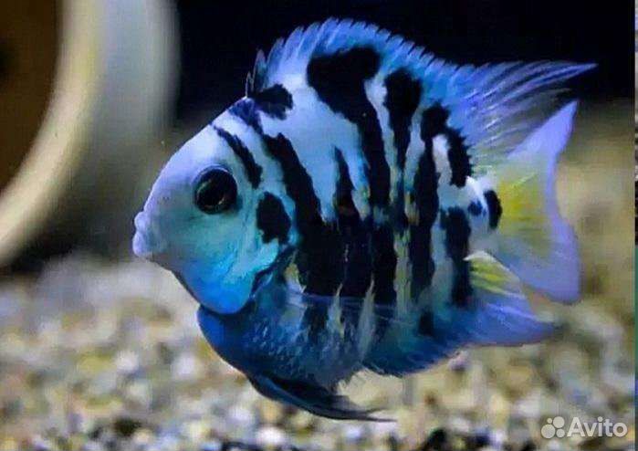Рыба Сапфировый попугайчик