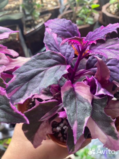 Гинура вариегатная, циссус разноцветный, церопегия