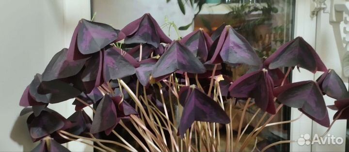 Комнатные цветы кислица оксалис