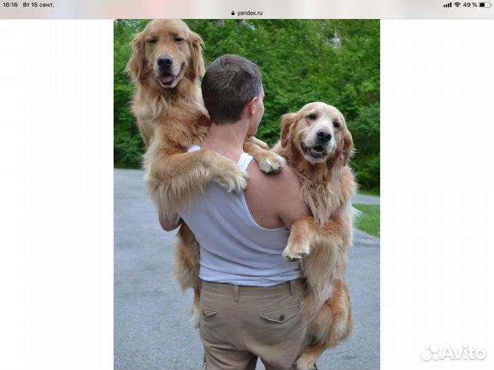 Выгул собак