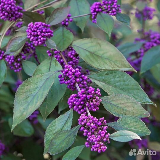 Калликарпа