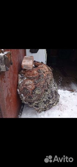 Кап сувель берёзовый