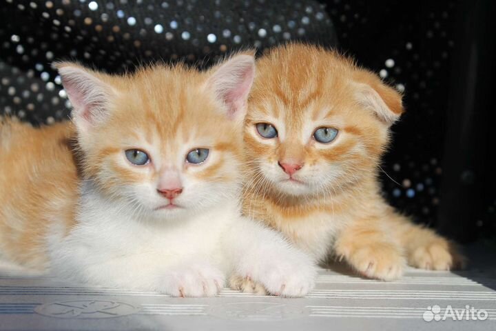 Вислоухие котята