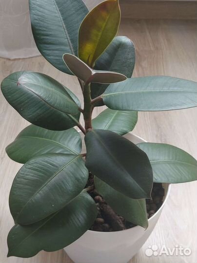 Фикус от 15 см до 1.5 метра