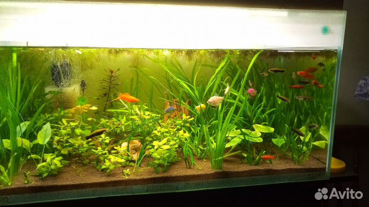 Растения, грунт, удобрения, корм для рыб