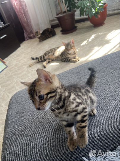 Бенгальские котята
