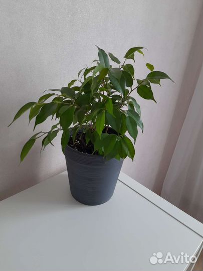 Комнатные растения цветы