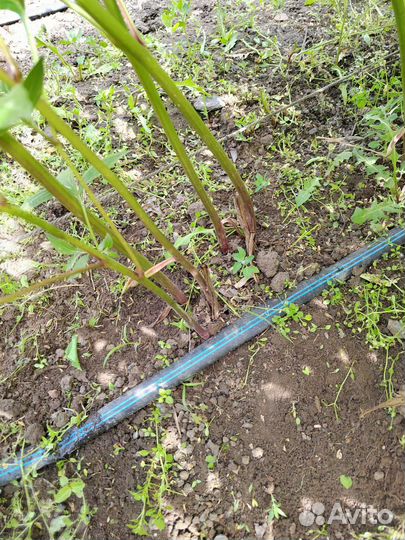 Пионы саженцы розовые