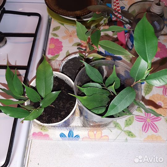 Фикус бенджамина