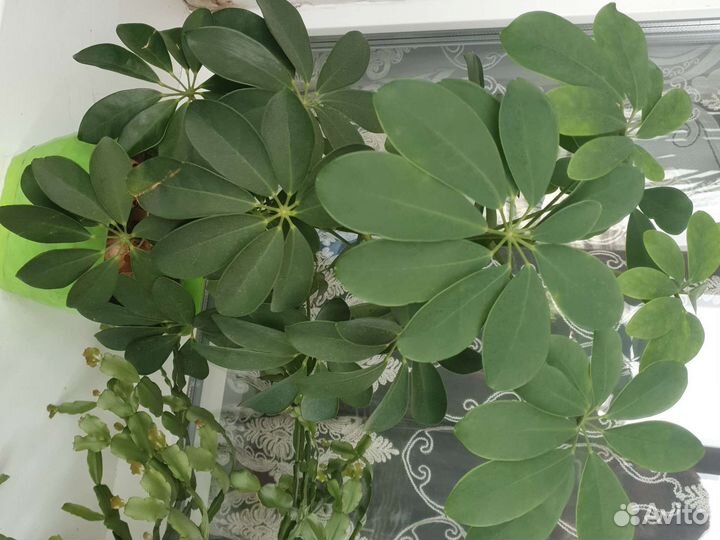 Комнатные цветы шефлера