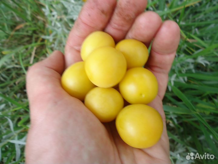 Алыча желтая