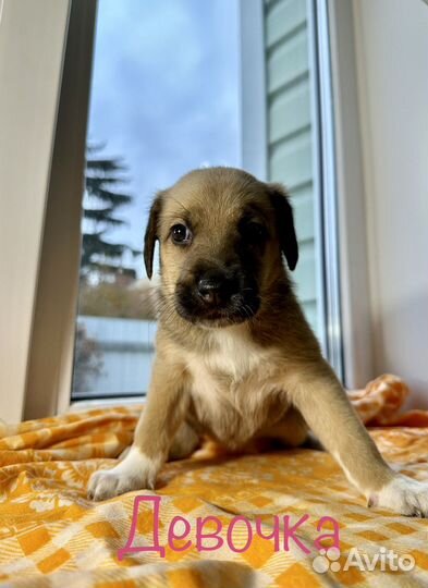 Щенки в добрые руки