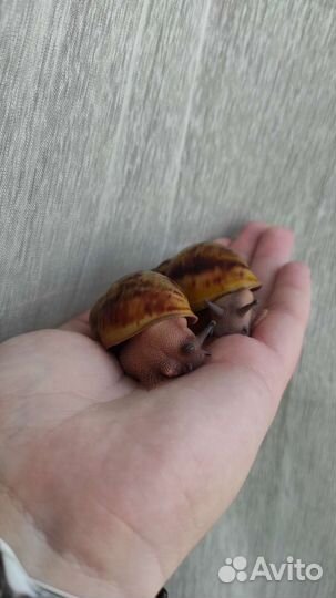 Улитки архахатины