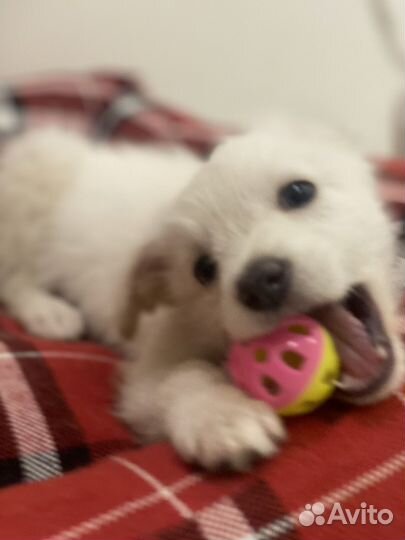 Щенок в добрые руки бесплатно