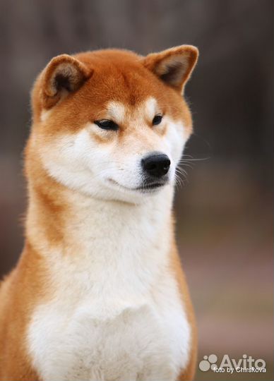 Вязка сиба ину