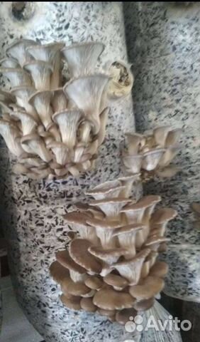 Лузга подсолнечника, мульча, разрыхлитель