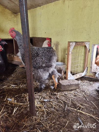 Породные петухи 5 мес