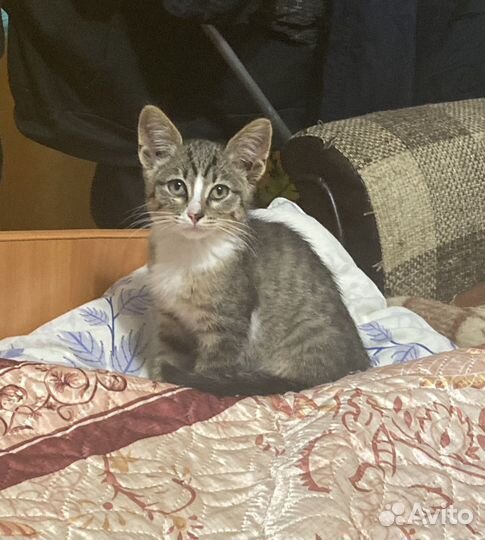Отдам котенка