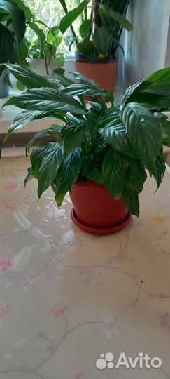 Спатифиллум мини