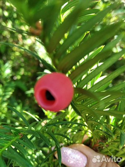 Саженцы ягодного Тиса Давида.можжевельника