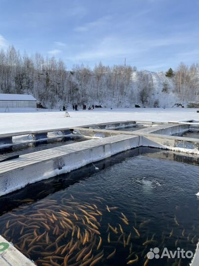 Форель живая от производителя