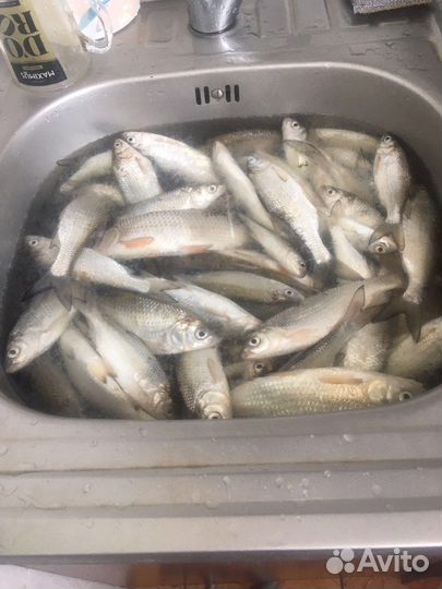 Тарань сушеная, тарашка