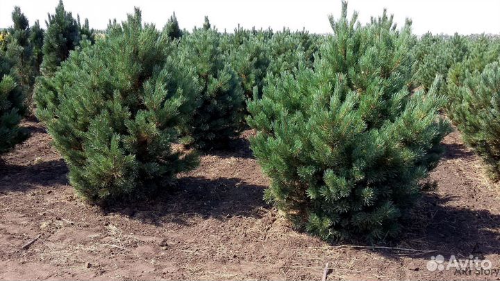 Сосна для участка