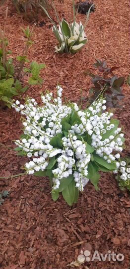 Ландыши силиконовые искусственные