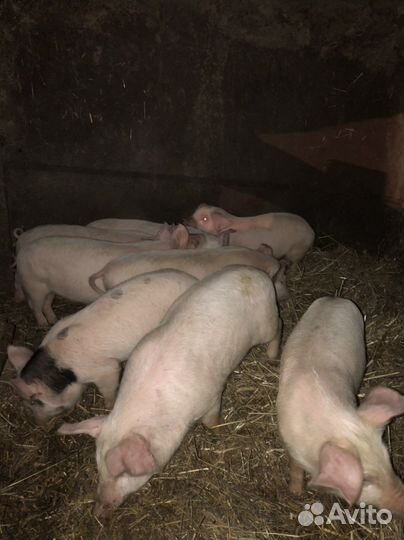 Поросята