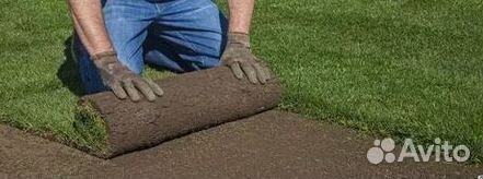 Укладка газона