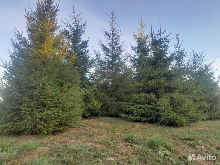 Ель зеленая