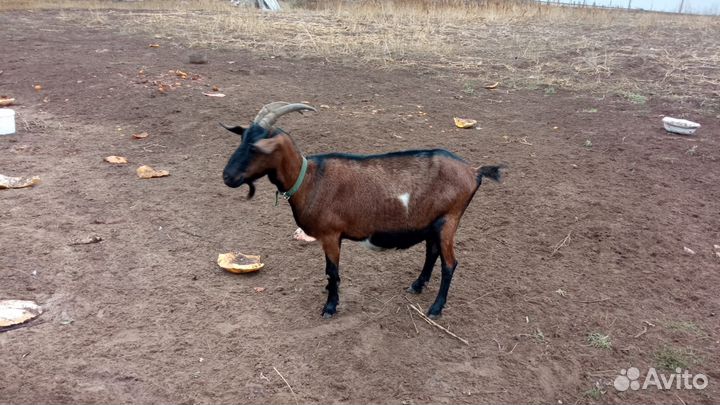 Коза дойная альпонубийка