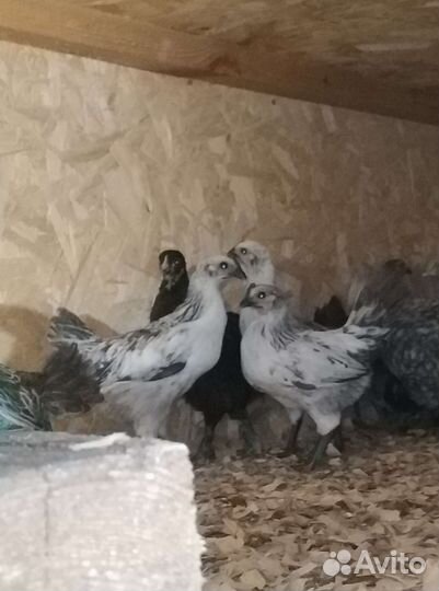 Цыплята Лакеданзи