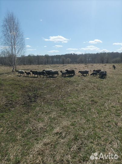 Овцы бараны ягнята романовские