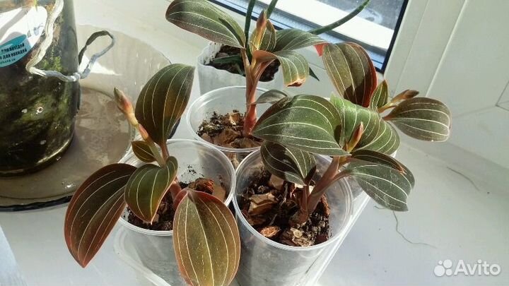 Драгоценная орхидея, сансевиерия, редкие традескан