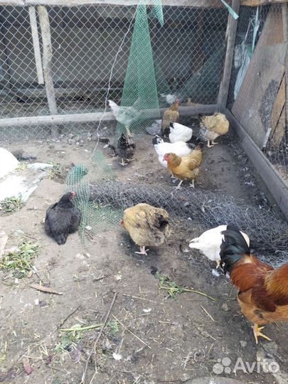 Индюк,индоутки,семья гусей,инкубационное яйцо