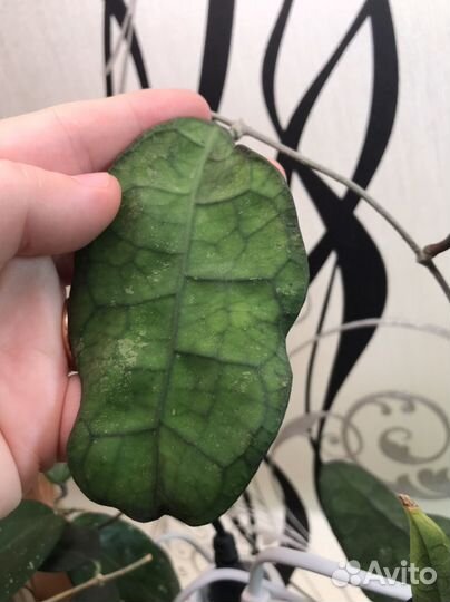 Хойя sp. Lata Iskandar clone A(peninsularis)