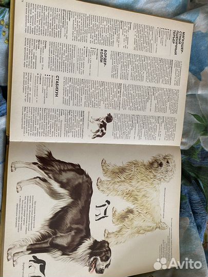 Ваша Собака Джон Палмер