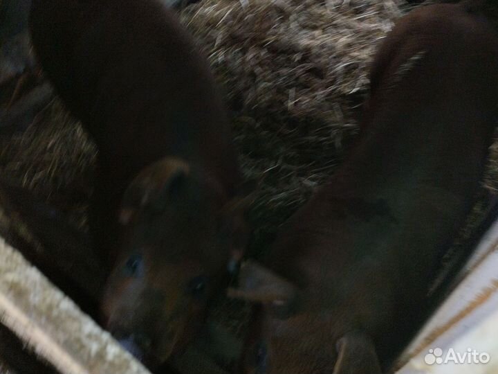 Продам корову и поросят