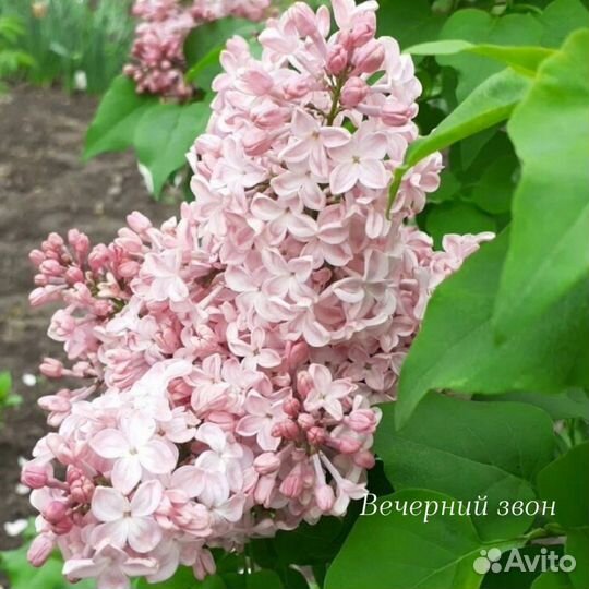 Сирень Р9