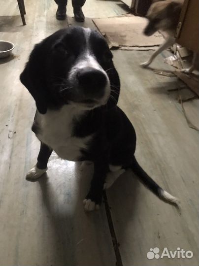 Щенок мальчик в добрые руки