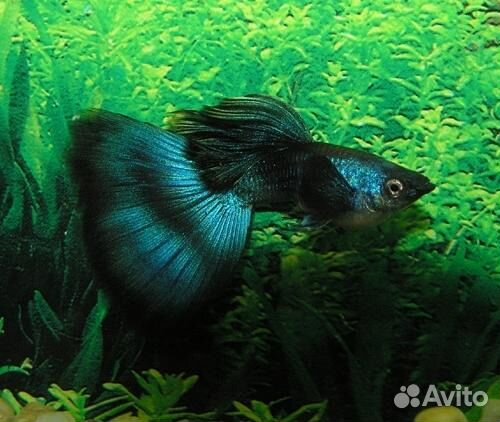 Гуппи(чистые линии), растения