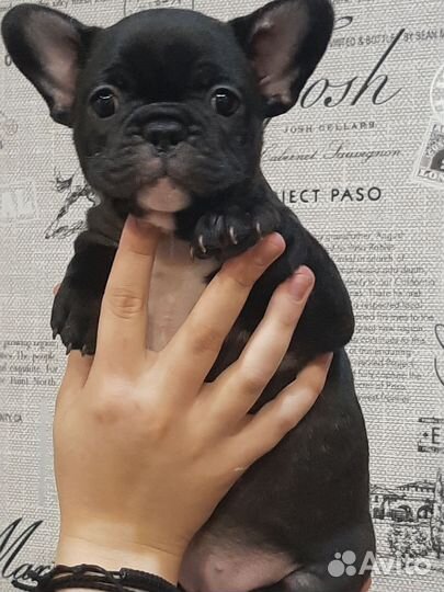 Французики