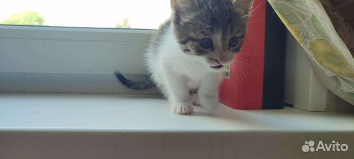 Котёнок девочка в дар бесплатно