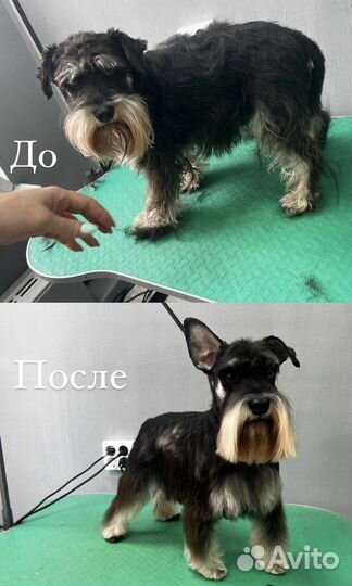 Груминг, стрижка собак, стрижка кошек