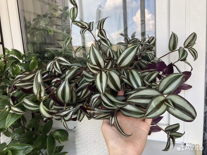 Традесканции (укорененные и на срез)