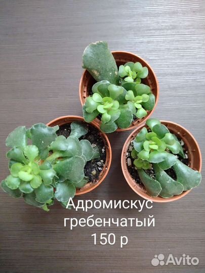 Суккуленты(адромискус,хавортия,крестовник,алое